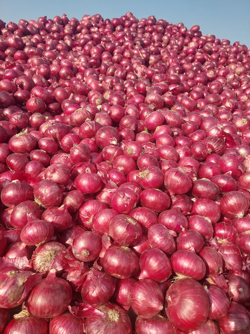 Fresh Red Onions