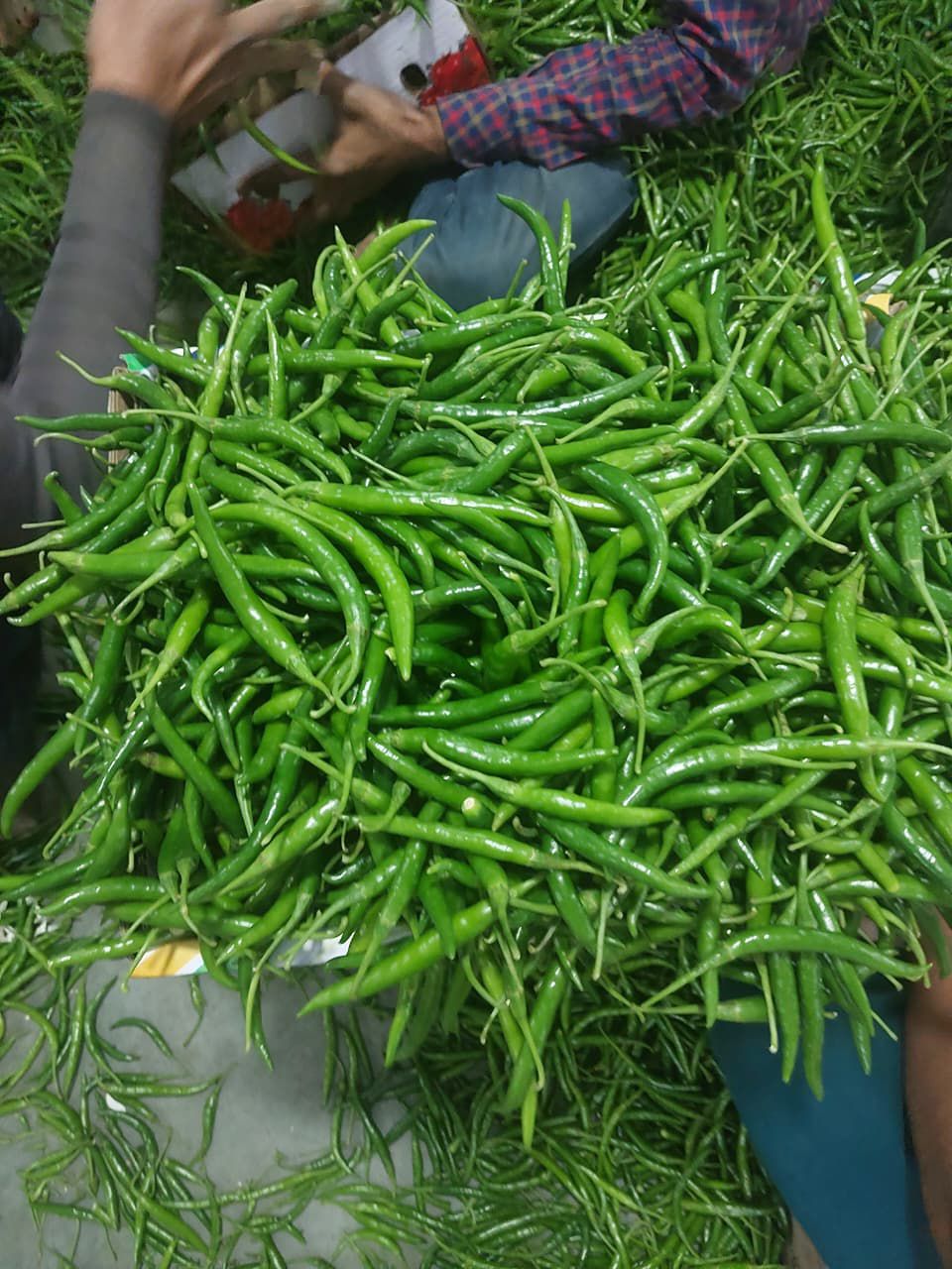 Green Chilli