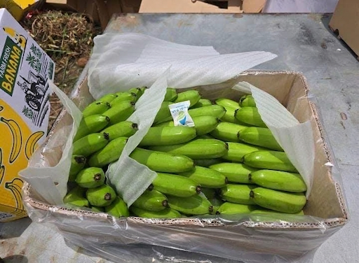 Fresh Bananas