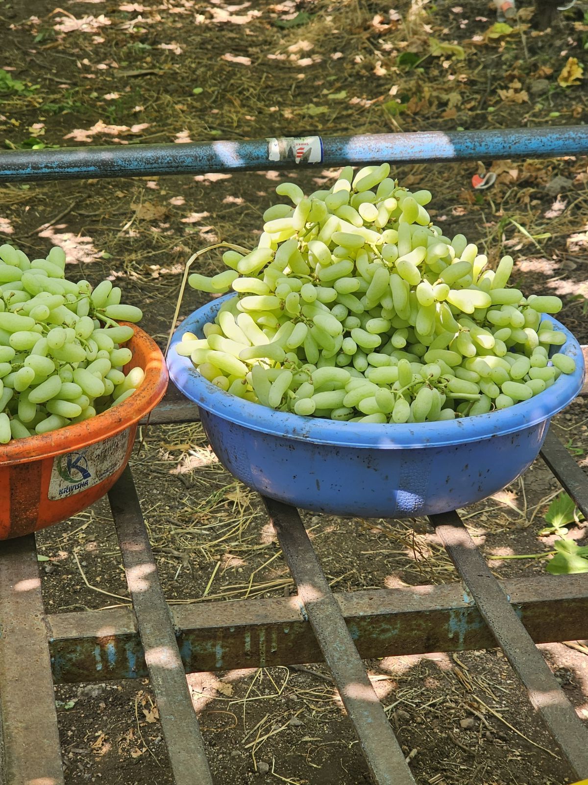 Fresh Grapes